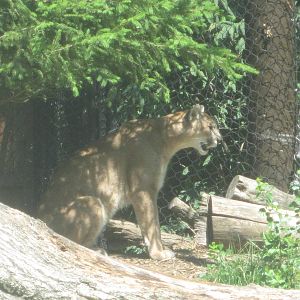 Jul. 2012-Tecumseh, the Cougar