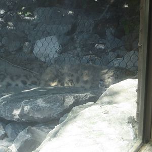 Jul. 2012-Olga, the Snow Leopard