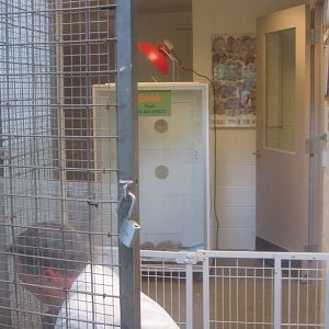 Jul. 2012-Baby Cheetah exhibit