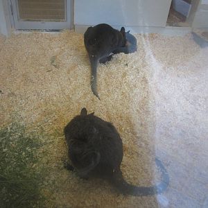 Jul. 2012-Rocko and Jaz, the Bennett's Wallabies