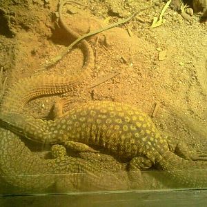 Jul. 2012-Ackies Dwarf Monitor