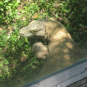 Jul. 2012-Hudo, the Komodo Dragon