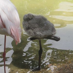 Jul. 2012-Greater Flamingo chick