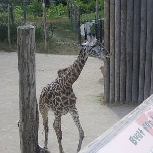 Jul. 2012-Tessa, the Masai Giraffe