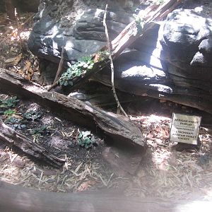 Jul. 2012-African Violet Display