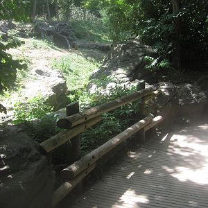 Jul. 2012-3rd Sumatran Orangutan exhibit viewing