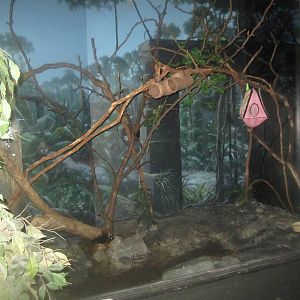 Jul. 2012-Sugar Glider exhibit