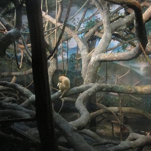 Jul. 2012-White-handed Gibbon exhibit