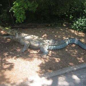 Jul. 2012-Alligator statue