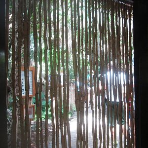 Jul. 2012-New Chain-linked Vines in Manatee Springs