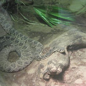 Jul. 2012-Eastern Diamondback Rattlesnake