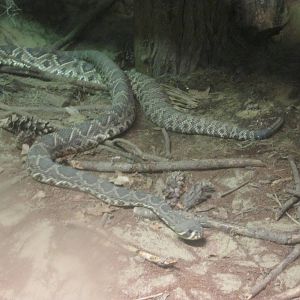 Jul. 2012-Eastern Diamondback Rattlesnakes