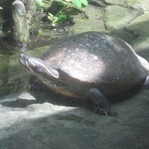 Jul. 2012-Florida Cooter