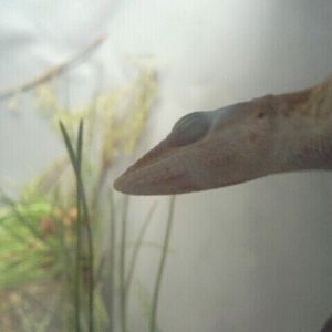 Jul. 2012-Green Anole