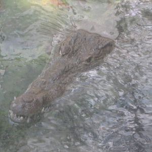 Jul. 2012-Leslie, the American Crocodile