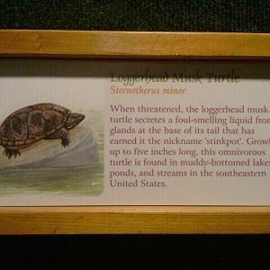 Jul. 2012-Loggerhead Musk Turtle sign