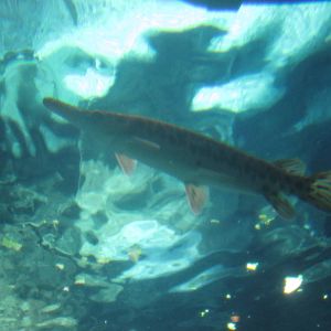 Jul. 2012-Spotted Gar