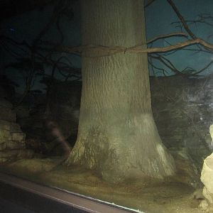 Jul. 2012-Aardvark/Greater Bushbaby/Giant Fruit Bat exhibit (middle viewing