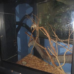 Jul. 2012-Banded Palm Civet exhibit