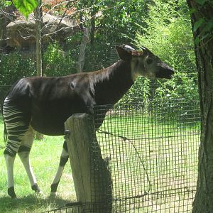 Jul. 2012-Kiloro, the male Okapi