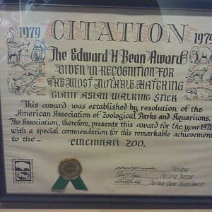Jul. 2012-Edward H. Bean Award for hatching of the Giant Asian Walking Stic