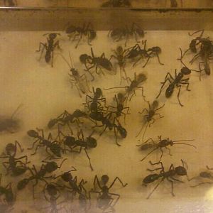 Jul. 2012-Bullet Ants