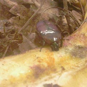 Jul. 2012-Emerald Beetle