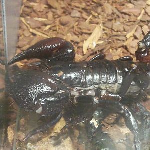 Jul. 2012-Emperor Scorpion