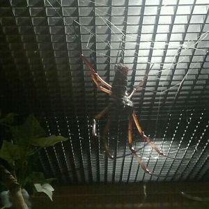 Jul. 2012-Golden Silk Spider