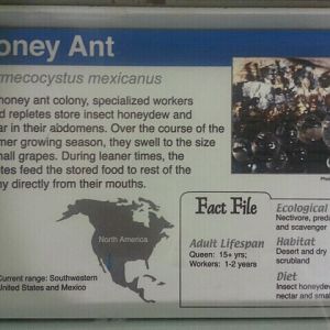 Jul. 2012-Honey Ant sign