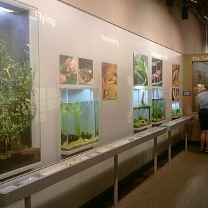 Jul. 2012-Insects in Motion section