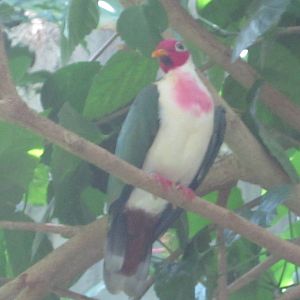 Jul. 2012-Jambu Fruit Dove