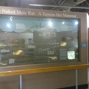Jul. 2012-The Naked Mole Rat: A Termite-Like Animal
