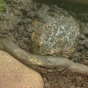 Jul. 2012-Ornate Horned Frog