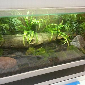 Jul. 2012-Ornate Horned Frog exhibits