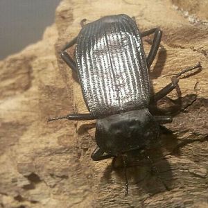 Jul. 2012-Red-lined Darkling Beetle