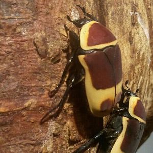 Jul. 2012-Taxicab Beetle