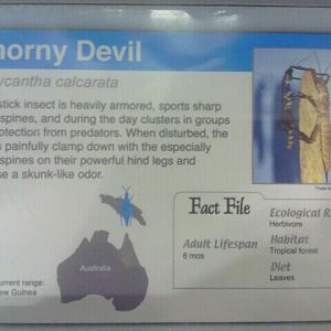 Jul. 2012-Thorny Devil sign