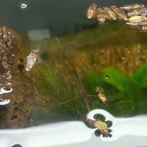 Jul. 2012-Water Scorpion