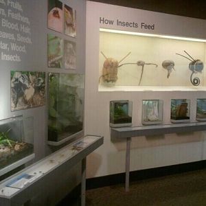 Jul. 2012-What Insects Eat