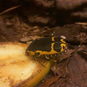 Jul. 2012-Yellow-bellied Beetle