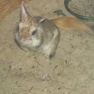Southern Springhare (Pedetes capensis) at Five Sisters Zoo Park - July 4th