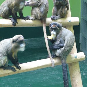 De Brazza`s monkey/ Cercopithecus neglectus