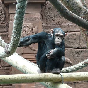 Chimpanzee/ Pan troglodytes