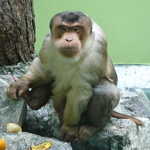 Pig-tailed macaque/ Macaca nemestrina