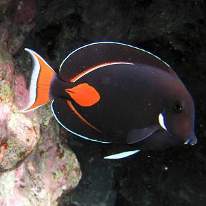 Achilles Tang (Acanthurus achilles)