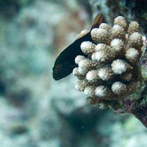 Arc-eye Hawkfish (Paracirrhites arcatus)