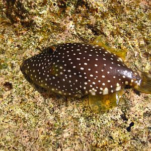 Barred Filefish juvenile (Cantherhines dumerili)