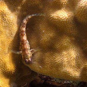 Blenny