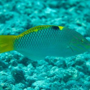 Checkerboard Wrasse (Halichoeres hortulanus)